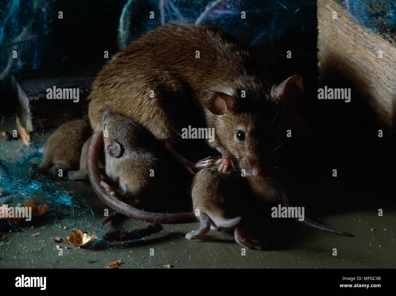 HOUSE MOUSE Mus musculus tending young Stock Photo