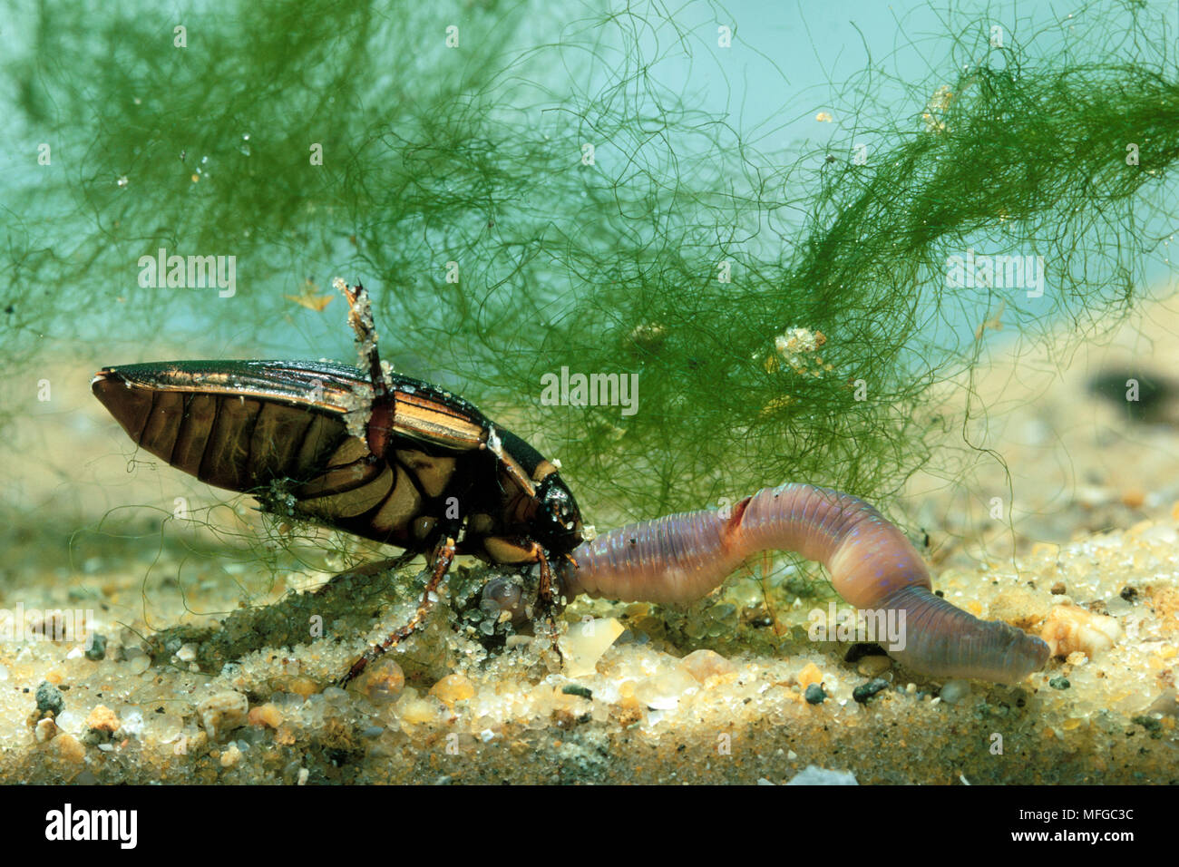 GREAT DIVING BEETLE  Dytiscus marginalis feeding on worm. aka MARGINED>  WATER BEETLE COLEOPTERA Stock Photo