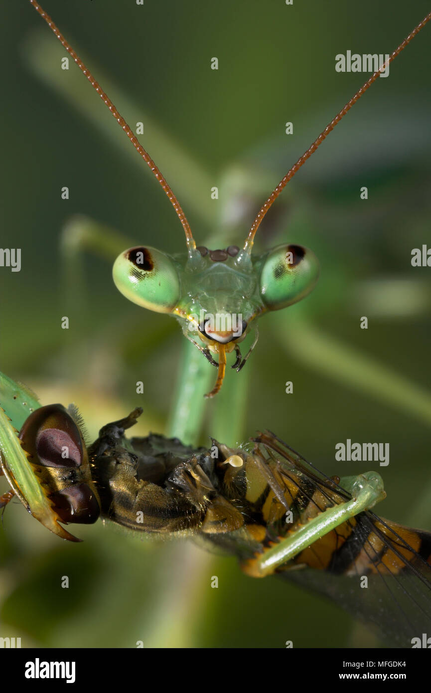 PRAYING MANTID feeding on fly prey Miomantis abyssinica Stock Photo