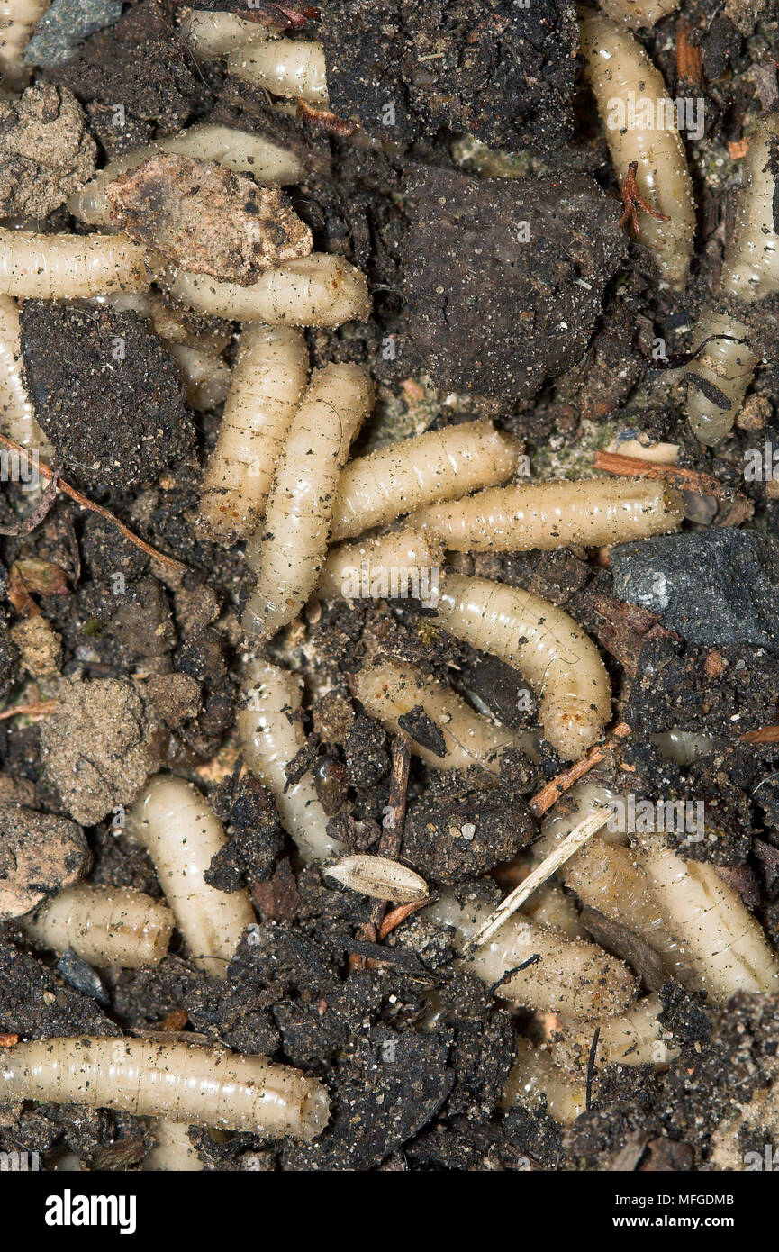 MAGGOTS in dustbin debris (blowfly larvae) Sussex, UK Stock Photo Alamy