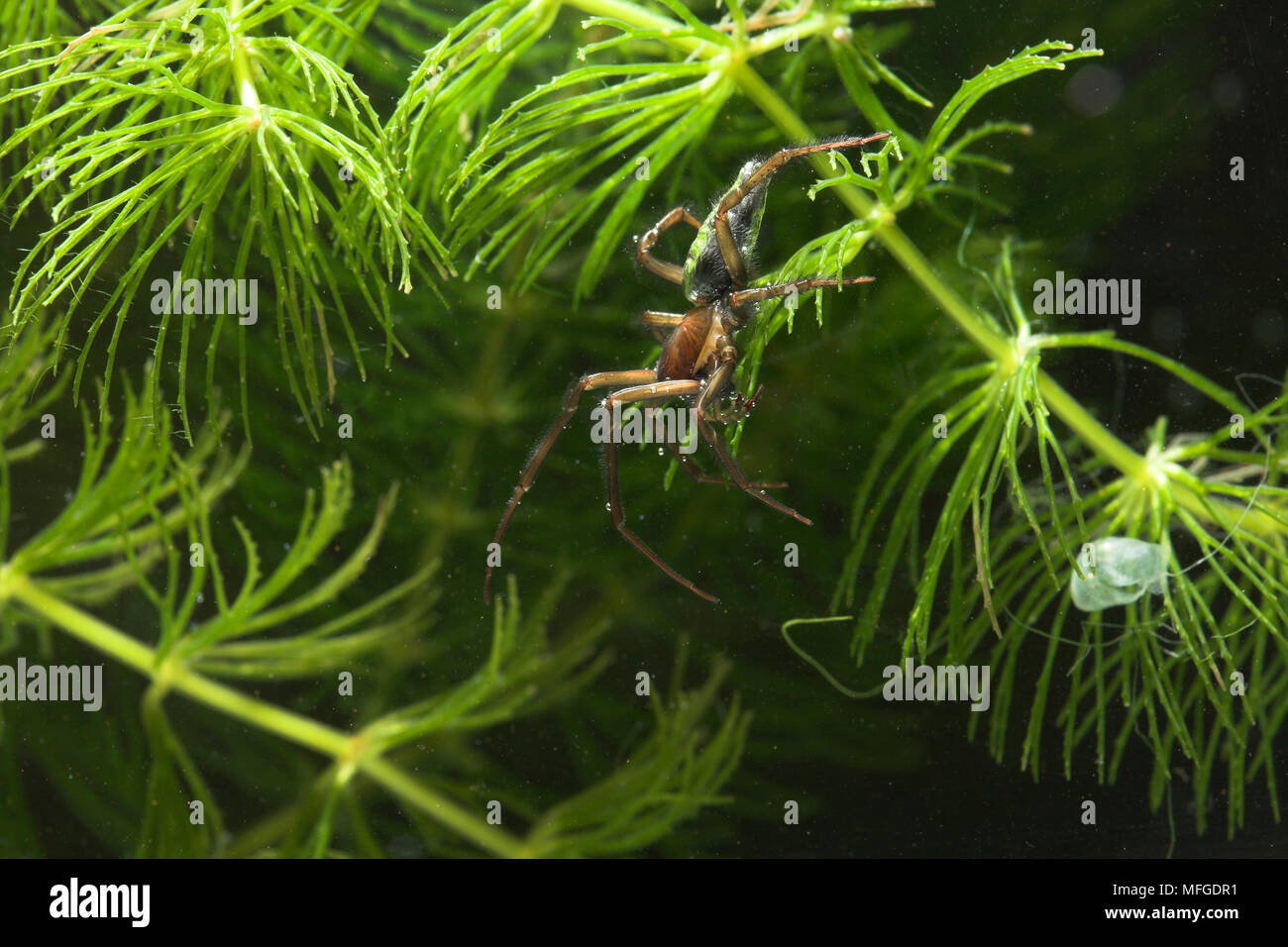 WATER SPIDER underwater aquatica UK Stock Photo Alamy