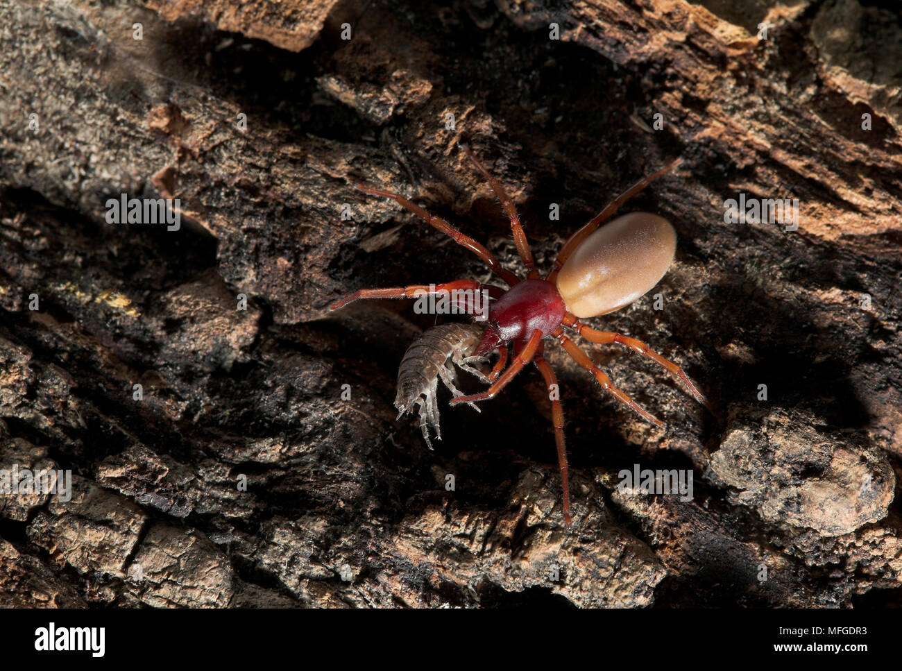 WOODLOUSE SPIDER with wooodlouse prey Dysdera crocata UK Stock Photo