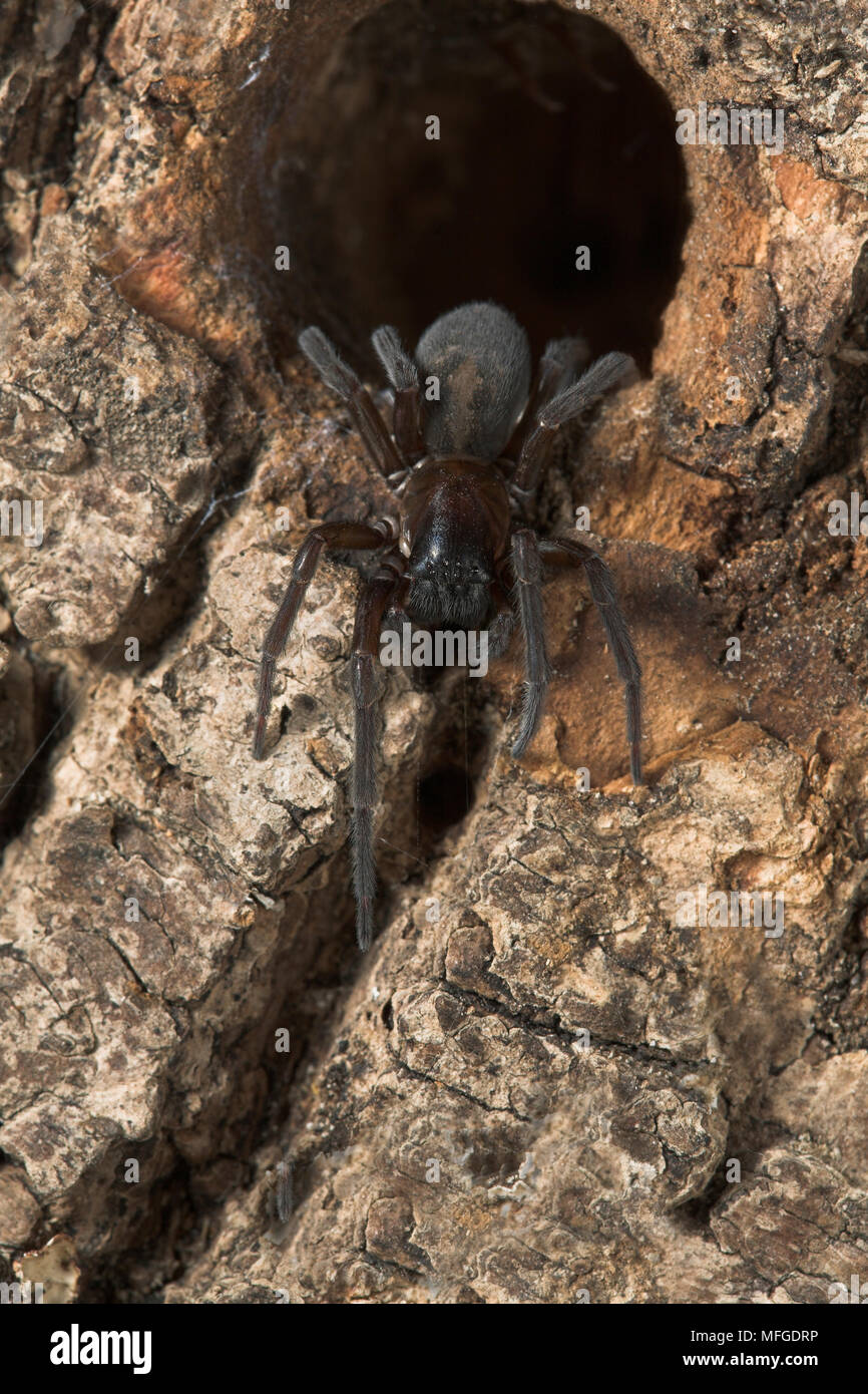 LACEWEBBED SPIDER Amaurobius ferox UK Stock Photo Alamy