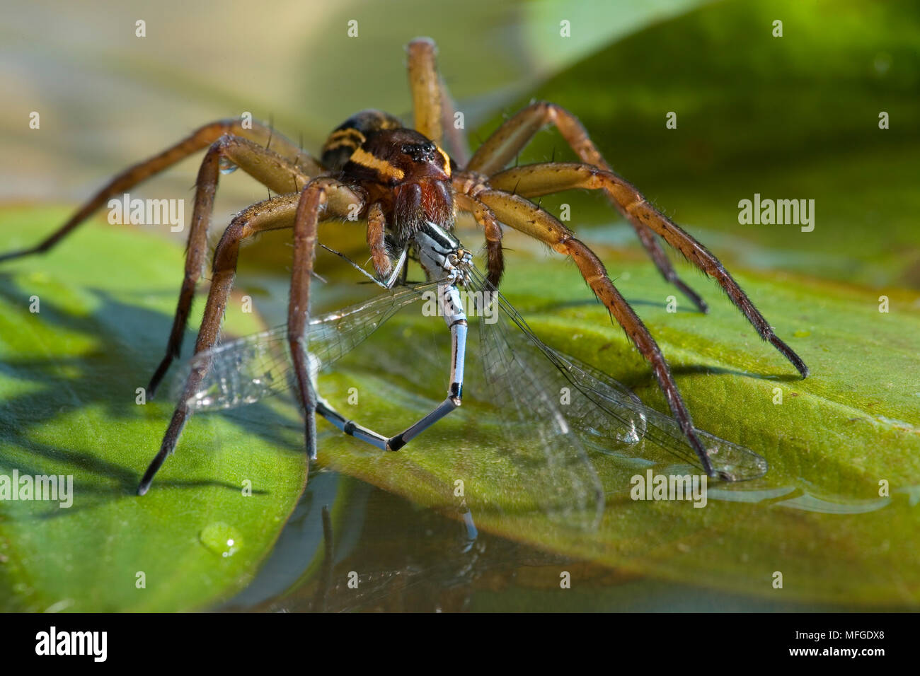 RAFT SPIDER with damselfly prey Dolomedes fimbriatus Pisauridae UK. Stock Photo