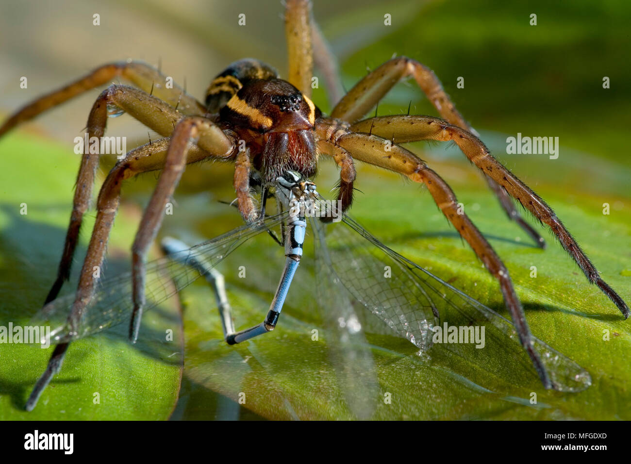 RAFT SPIDER with damselfly prey Dolomedes fimbriatus Pisauridae UK. Stock Photo