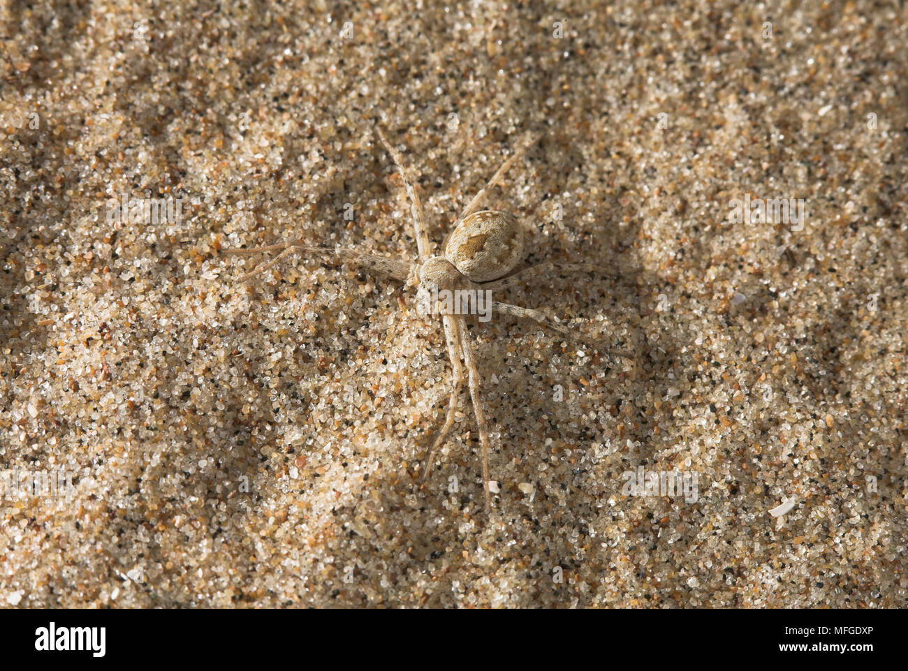 RUNNING CRAB SPIDER camouflage Philodromus fallax UK Stock Photo - Alamy