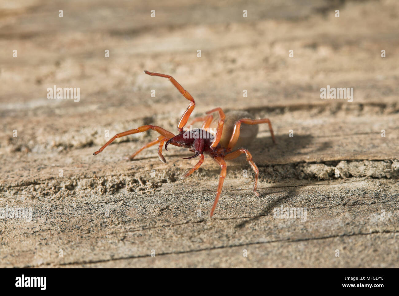 WOODLOUSE SPIDER threat display Dysdera crocata Dysderidae UK. Stock Photo