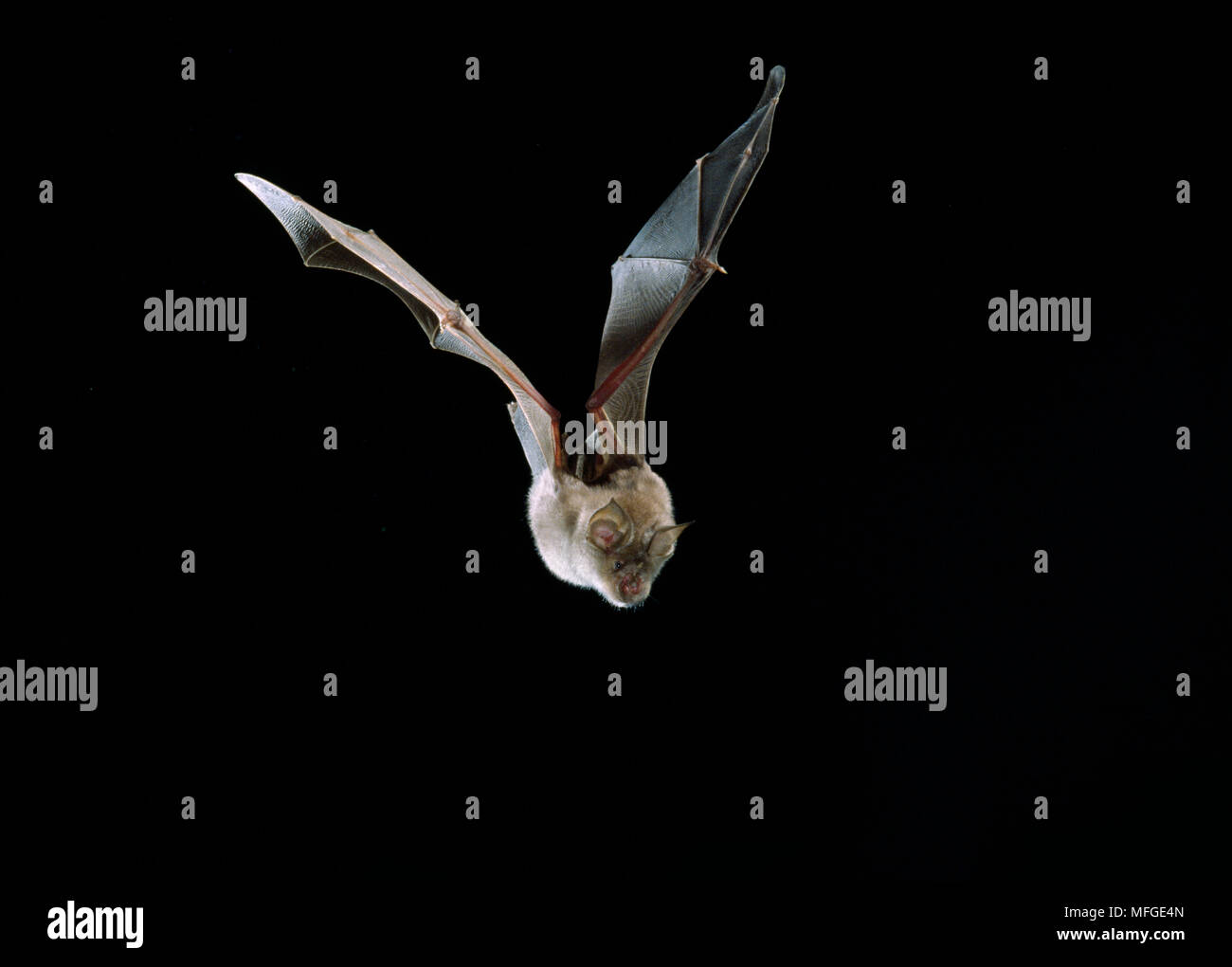 GREATER HORSESHOE BAT in flight Rhinolophus ferrum-equinum UK Stock Photo