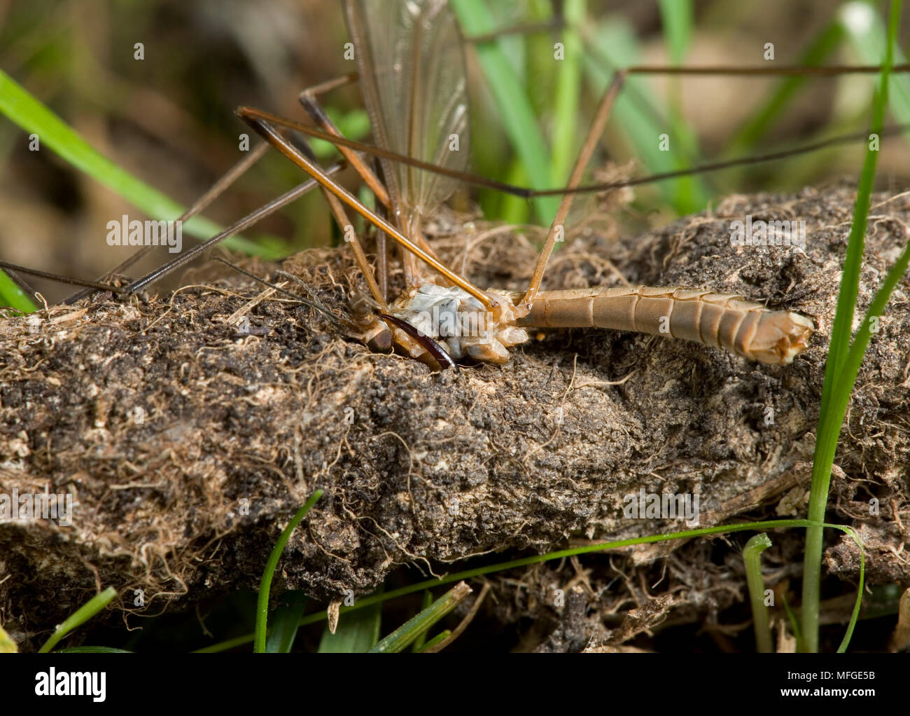 PURSE WEB SPIDER (Atypus affinis) impaling cranefly through its sockATYPIDAE Stock Photo