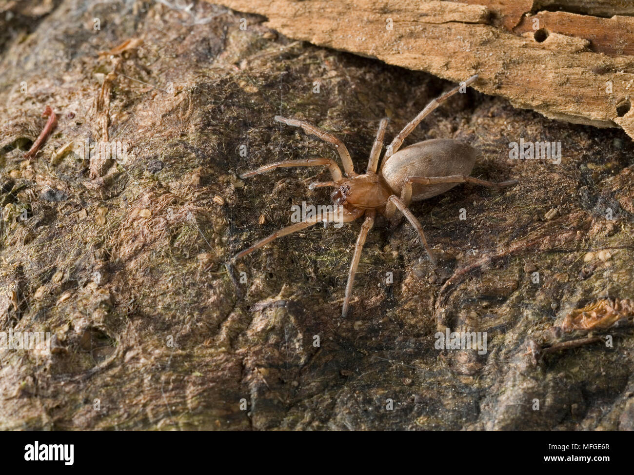 GROUND or STEALTHY SPIDER (Drassodes sp.) GNAPHOSIDAE Stock Photo