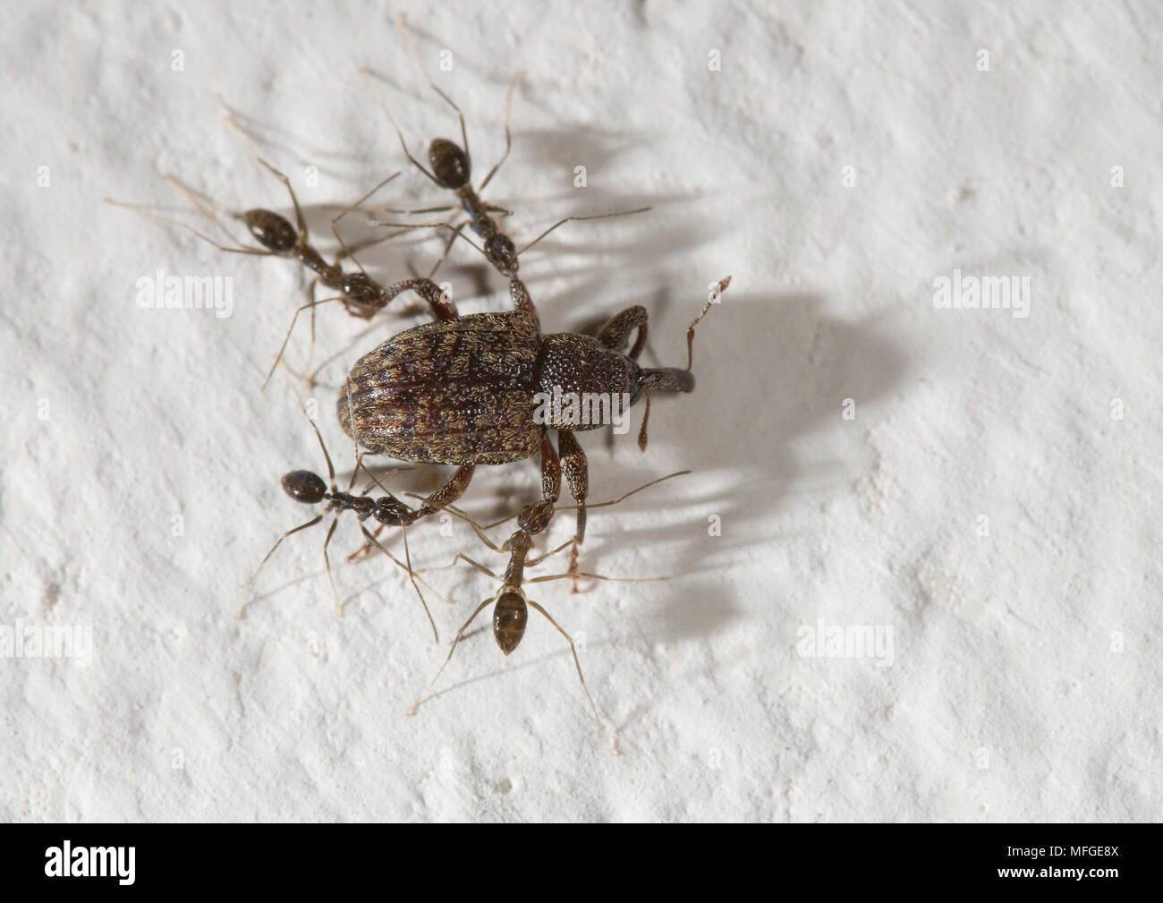 ANTS ATTACKING WEEVIL Costa Rica Stock Photo