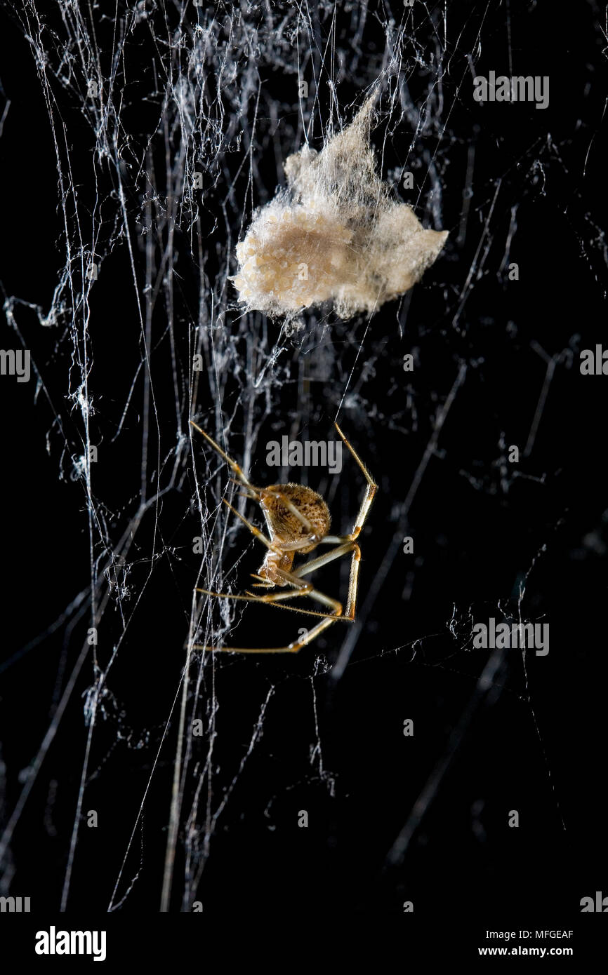 American house spider egg sac 922 hires stock photography and images