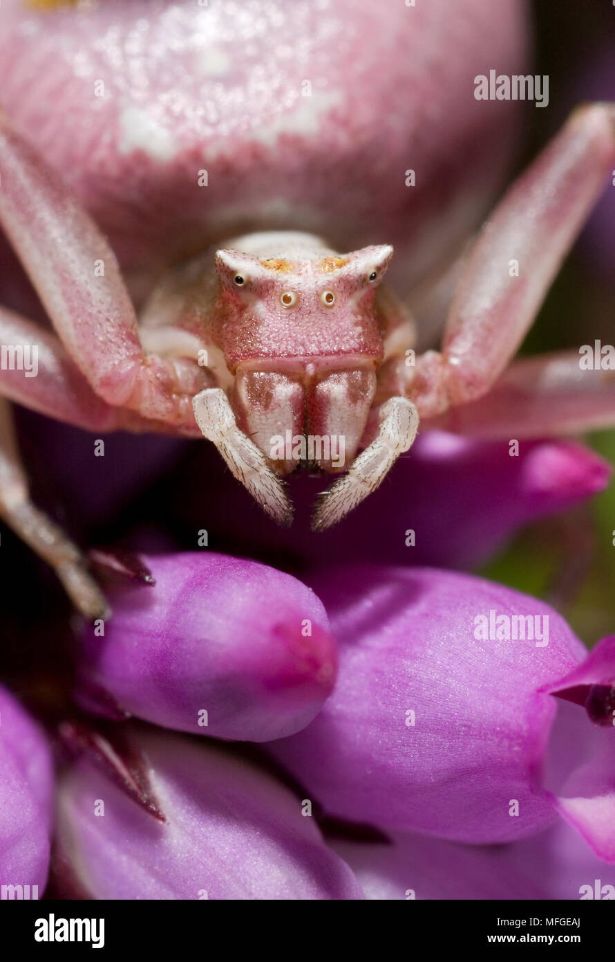 CRAB SPIDER (Thomisus onustus) closeup THOMISIDAE Stock Photo