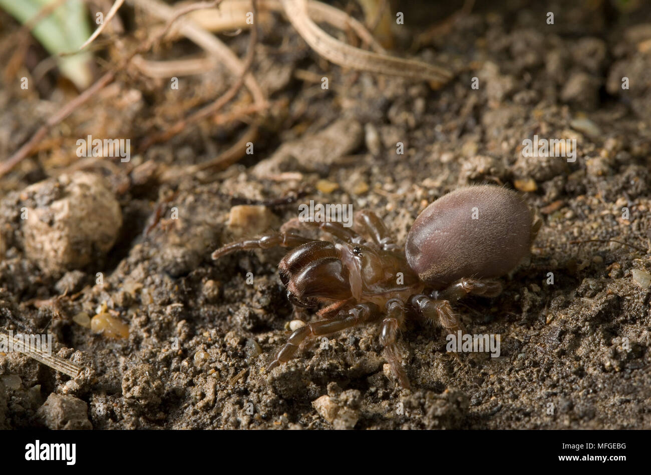 PURSE-WEB SPIDER (Atypus affinis) removed from purse.  ATYPIDAE Stock Photo