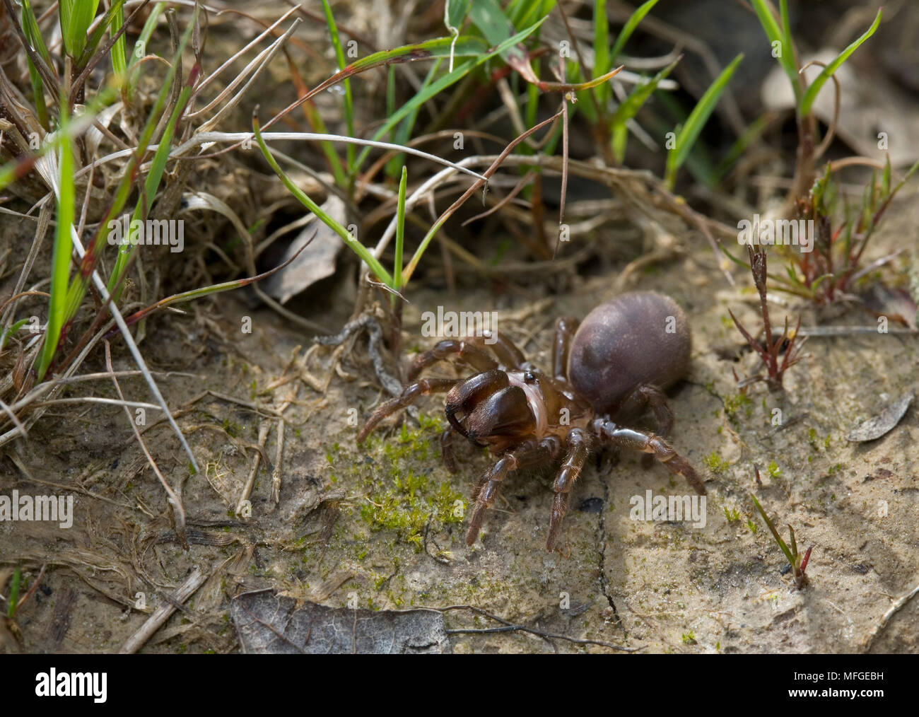 PURSE-WEB SPIDER  (Atypus affinis) removed from purse.  ATYPIDAE Stock Photo