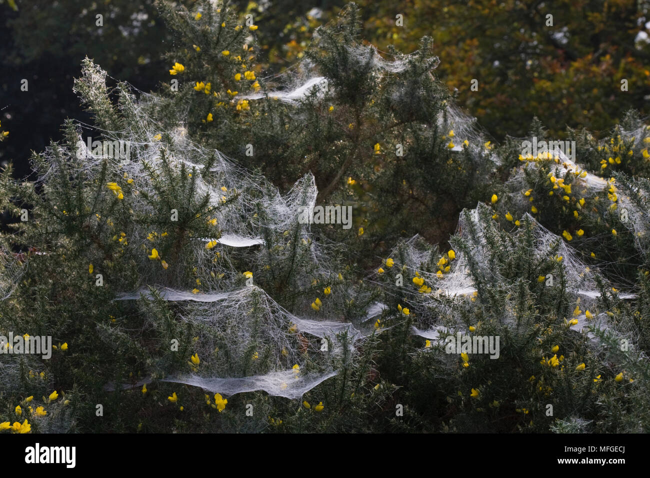 AUTUMN WEBS in GORSE (mostly Linyphiid spiders) Stock Photo