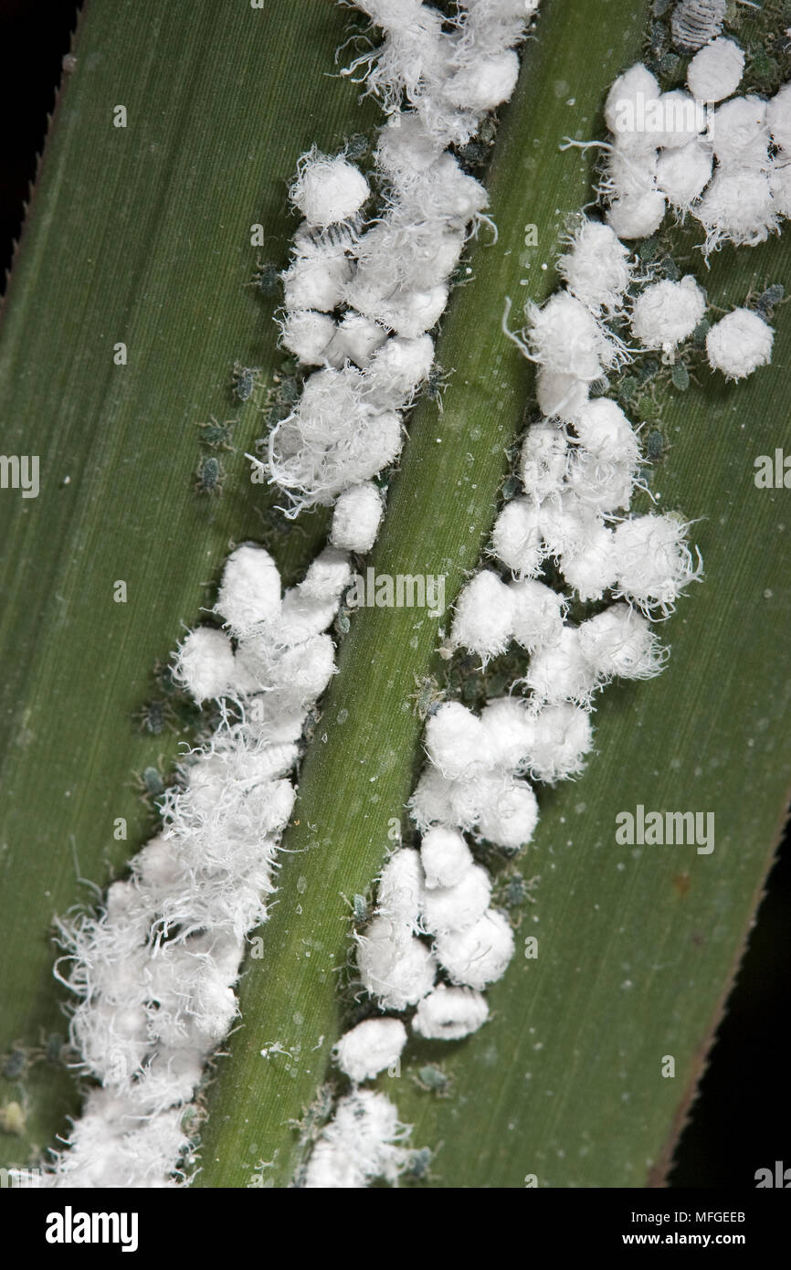 Woolly aphids hires stock photography and images Alamy