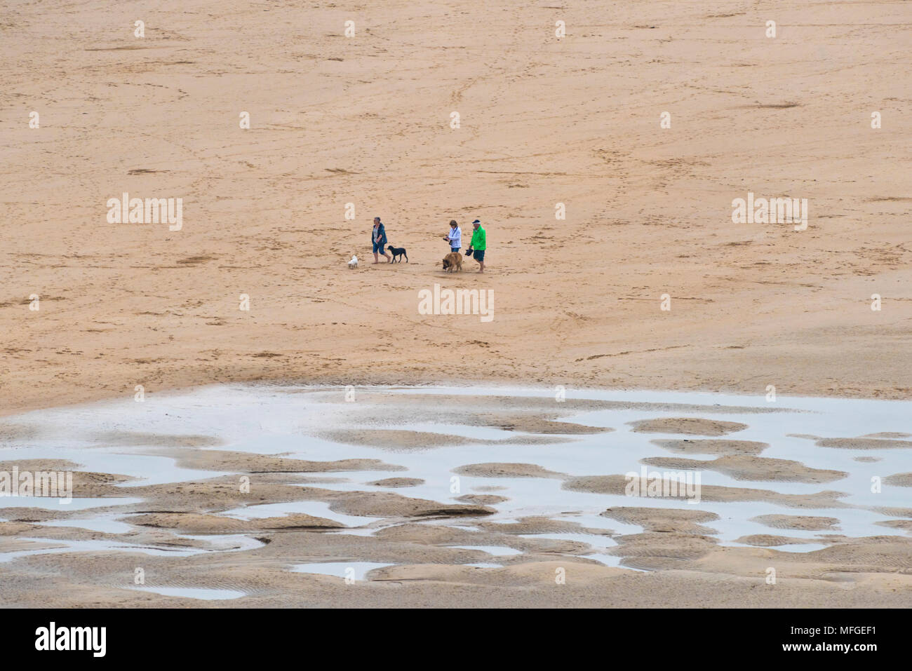 Dog walkers on Crantock Beach. Stock Photo