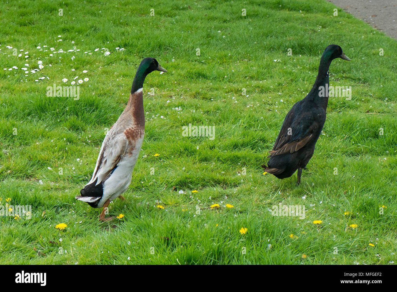 Indian Runner Ducks - Anas platyrhynchos domesticus. Stock Photo