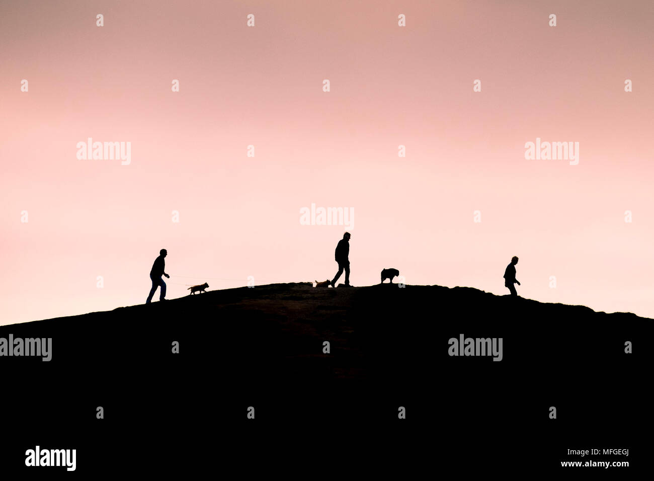Dog walkers silhouetted against a vivid pink sky. Stock Photo