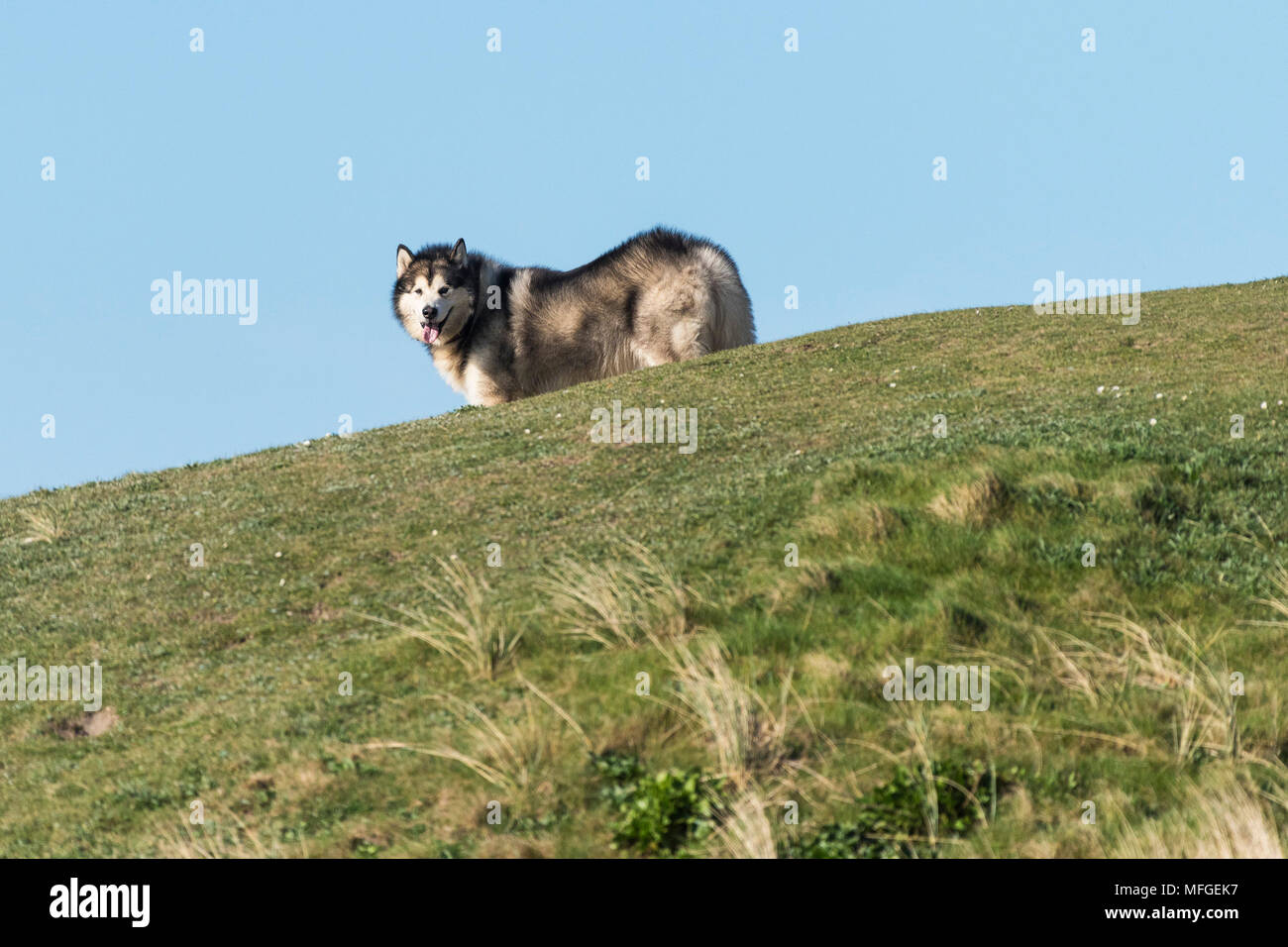 An Alaskan Malamute Canis lupus familiaris standing on a small hill. Stock Photo
