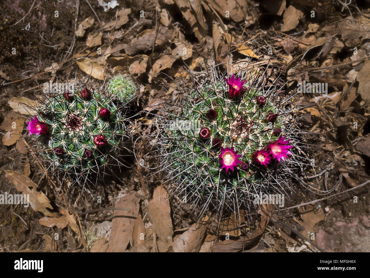 Mammillaria Mystax Red Blooming Cacti in the Mountains of Oaxaca in Mexico Stock Photo