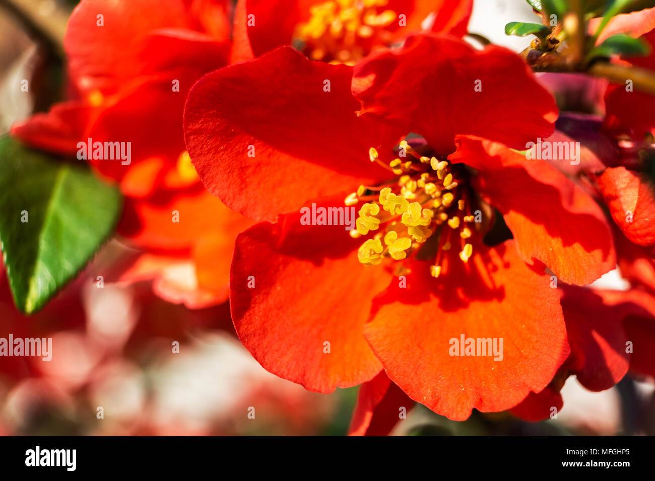 Closeup of a beautiful japanese apple tree, malus floribunda, red flower in early spring. Stock Photo
