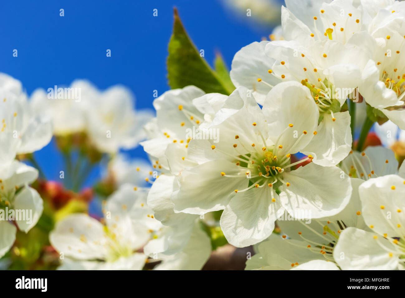 Beautiful closeup on white cherry blossoms flowering on a cherry tree, prunus avium, in spring on a sunny day with solid blue sky. Stock Photo