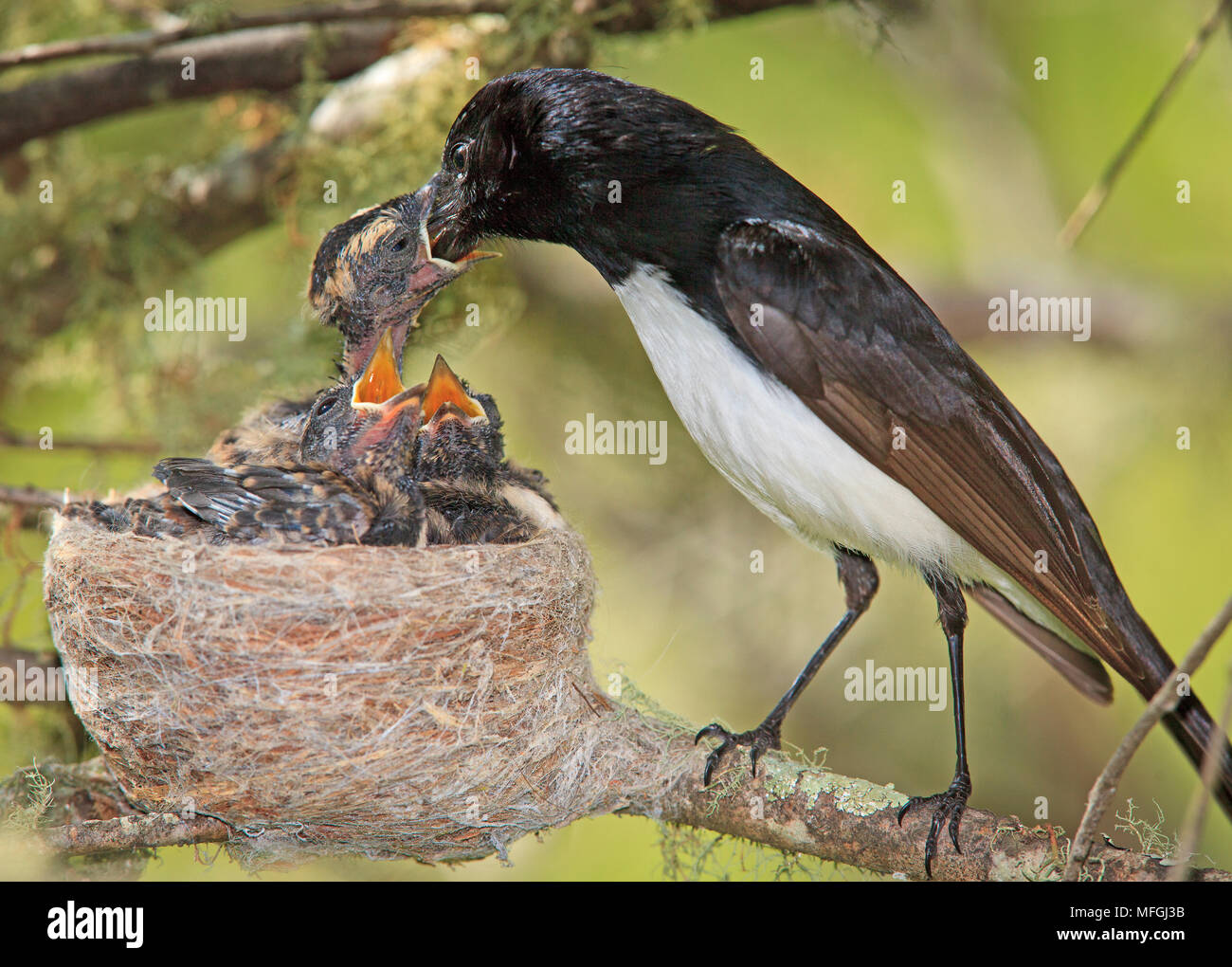 Willie Wagtail (Rhipidura leucophrys), Fam. Dicruridae, Oxley Wild River National Park, New South Wales, Australia Stock Photo