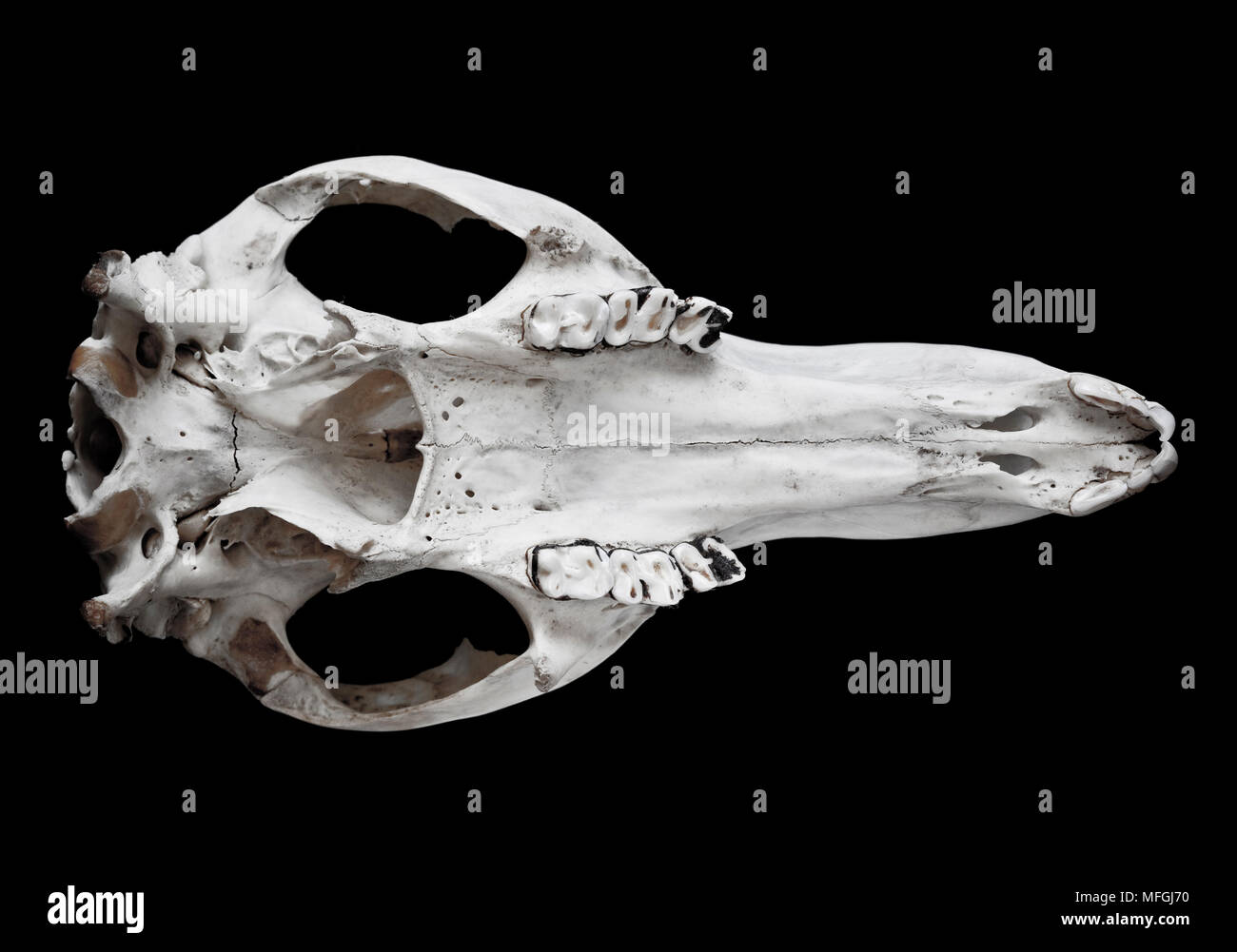 Eastern Grey Kangaroo (Macropus giganteus), Fam. Macropodidae, Marsupialia, Skull, Australia Stock Photo