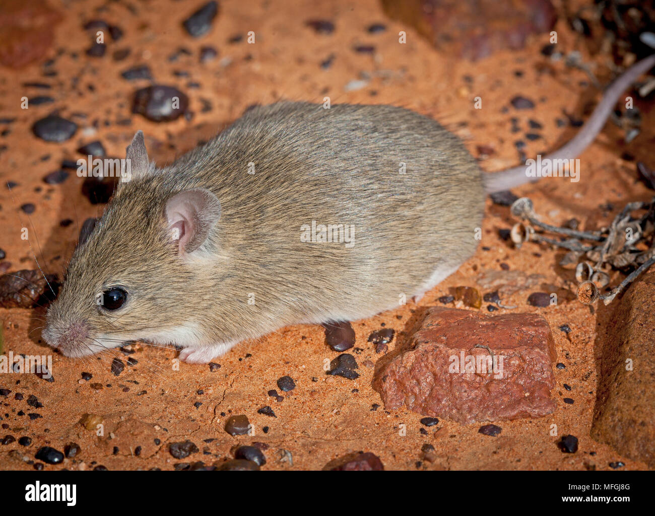 Desert Short-tailed Mouse (Leggadina forresti), Fam. Muridae, Sturt National Park, New South Wales, Australia Stock Photo