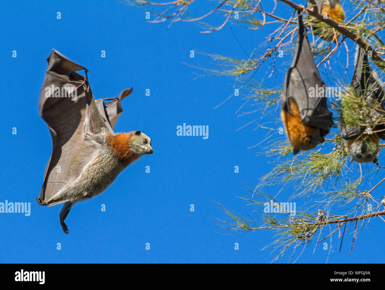 Grey-headed Flying Fox (Pteropus poliocephalus), Fam. Pteropodidae, Chiroptera, Tamworth, New South Wales, Australia Stock Photo
