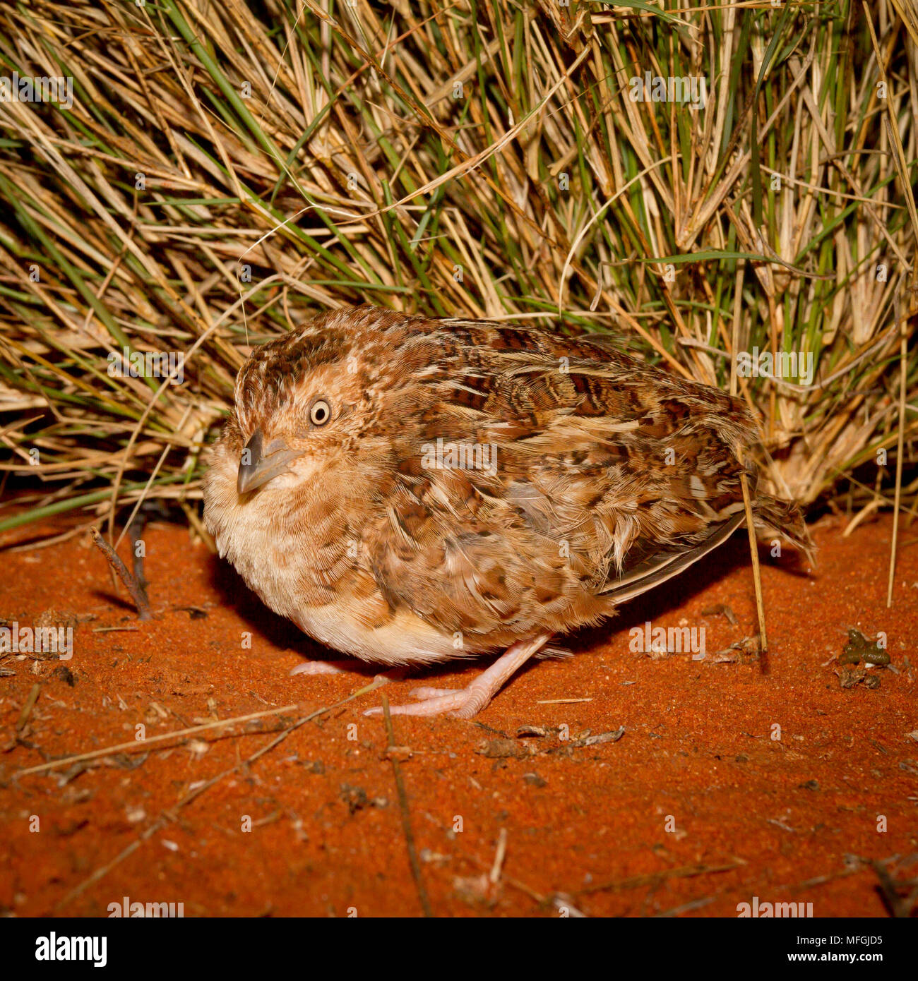 Little Button-quail (Turnix velox), Fam. Turnicidae, Female, Mulyangarie Station, South Australia, Australia Stock Photo