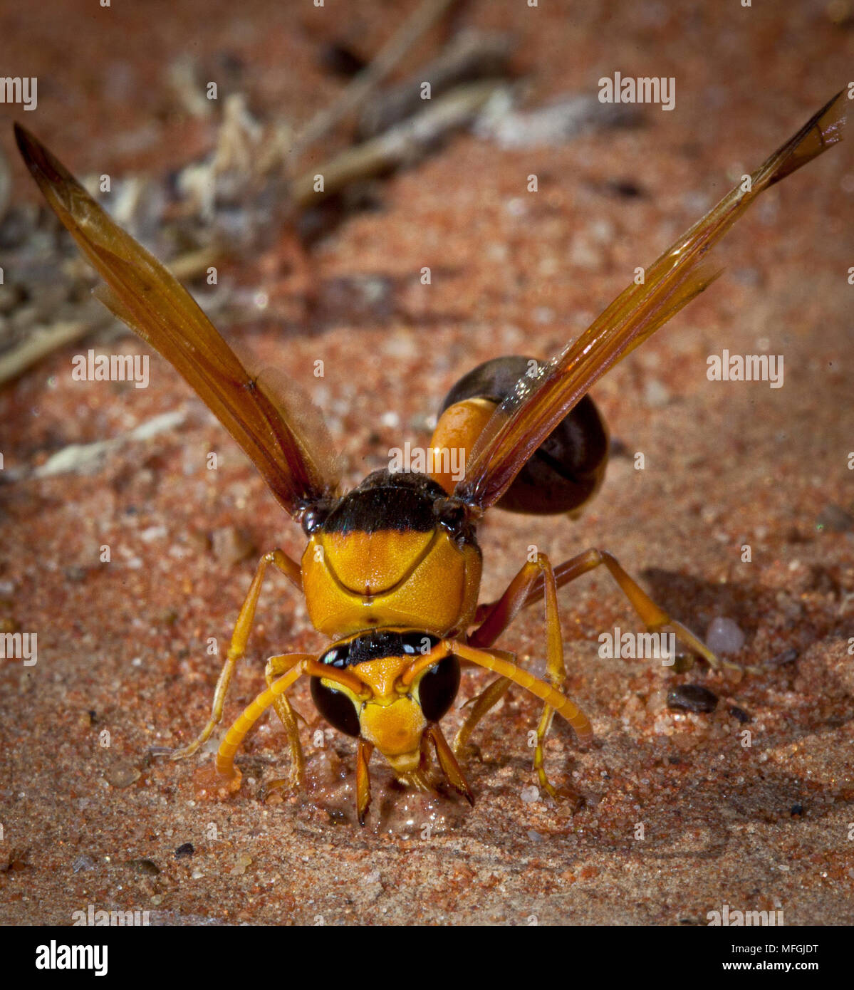 Potter Wasp (Abispa spp.), Fam. Vespidae, Female collecting mud, Old Andado Station, Northern Territory, Australia Stock Photo