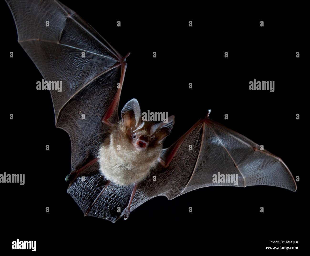 Northern Long-eared Bat (Nyctophilus bifax), Captive individual, University of New England, Armidale, New South Wales, Australia Stock Photo
