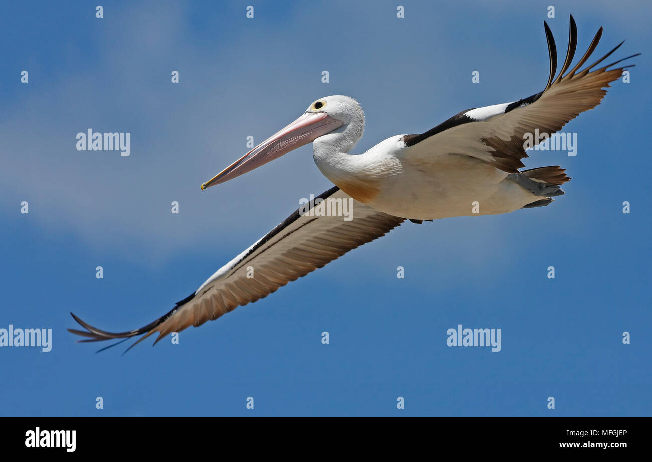 Australian Pelican (Pelecanus conspicillatus), Fam. Pelecanidae, Pelican Island, Woy Woy, New South Wales, Australia Stock Photo