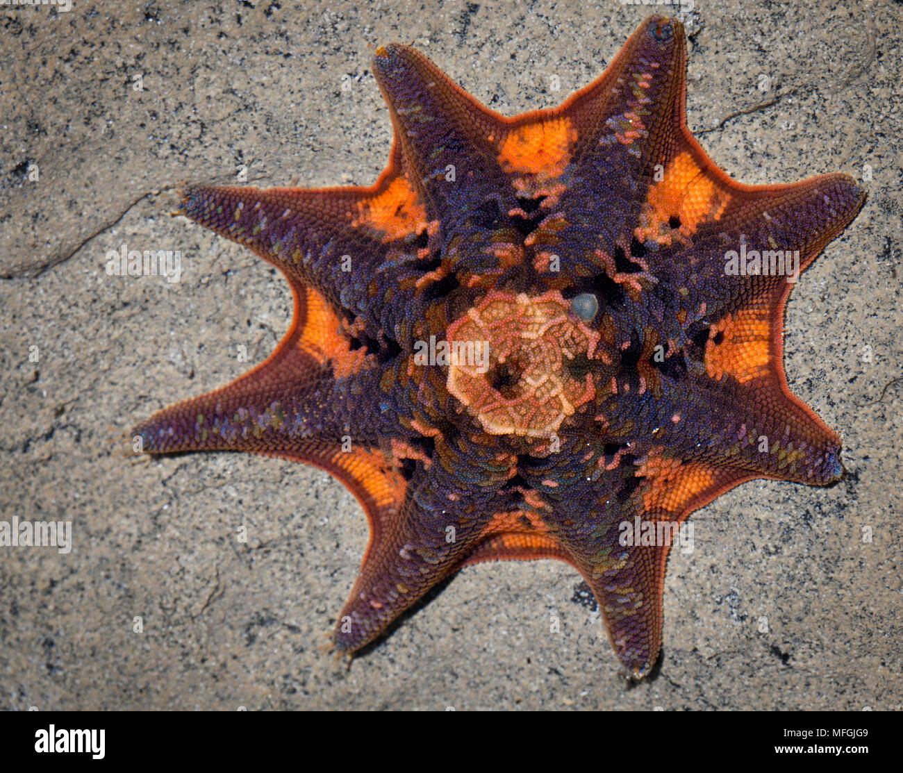 Carpet Sea Star (Patiriella calcar), Fam. Asterinidae, Kangaroo Island, South Australia, Australia Stock Photo