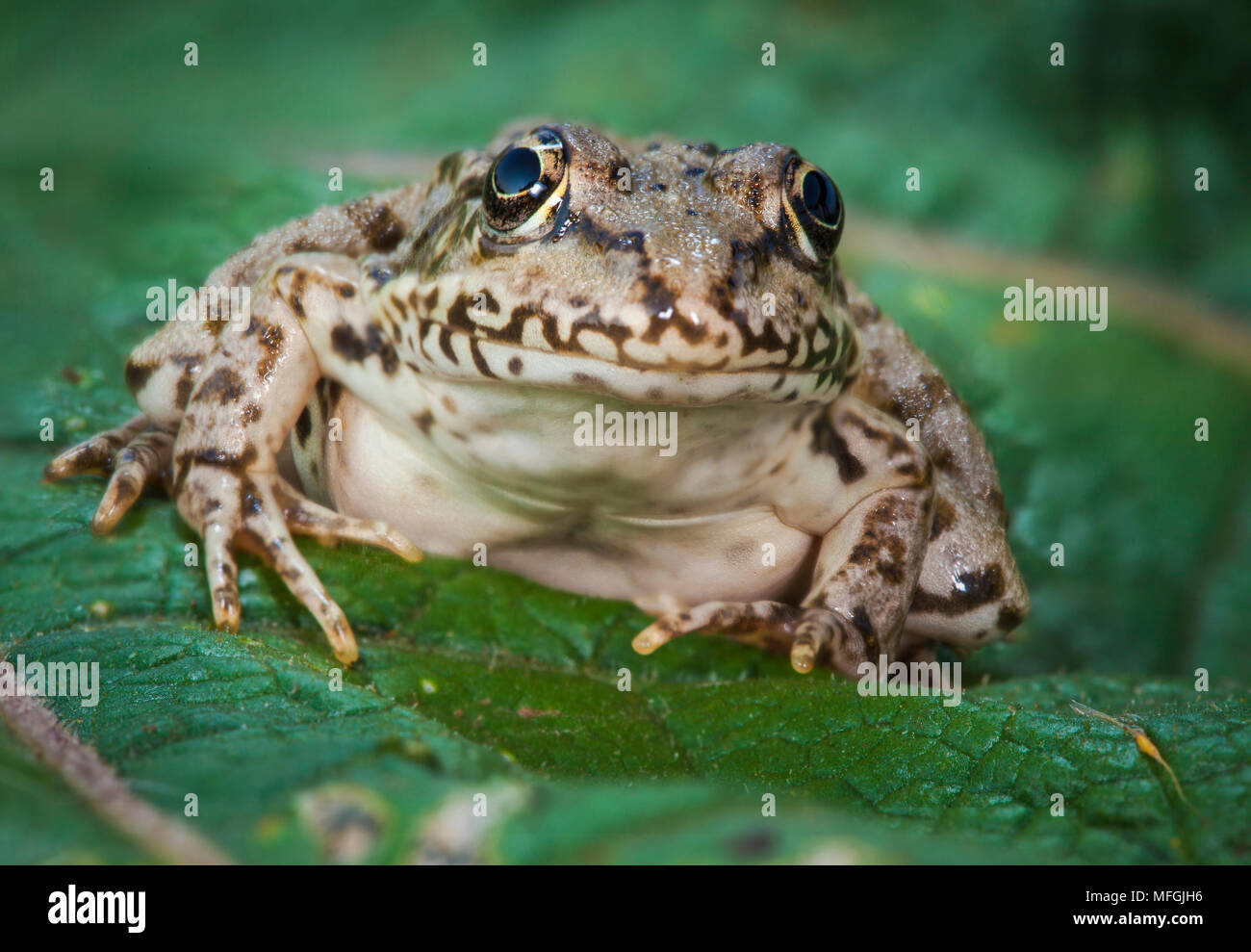 Pool Frog(Pelophylax lessonae syn. Rana lessonae), Fam. Ranidae, Karben, Hessen, Germany Stock Photo