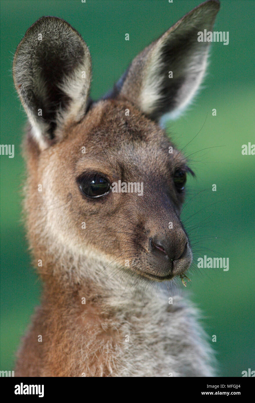 Western Grey Kangaroo (Macropus fuliginosus), Young at foot, Perth, Western Australia, Australia Stock Photo