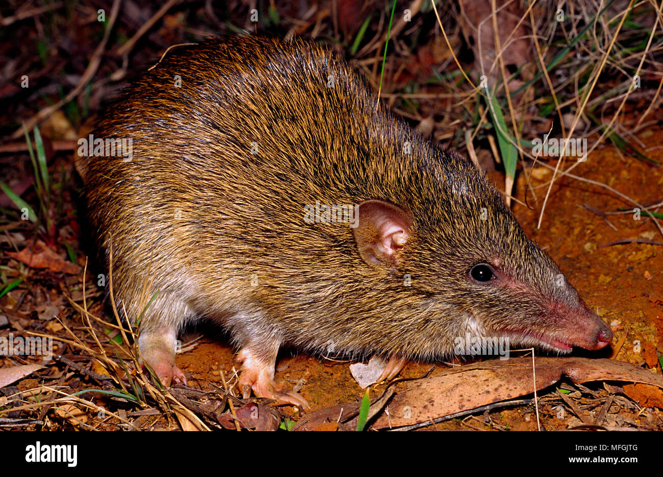 Bandicoot hires stock photography and images Alamy