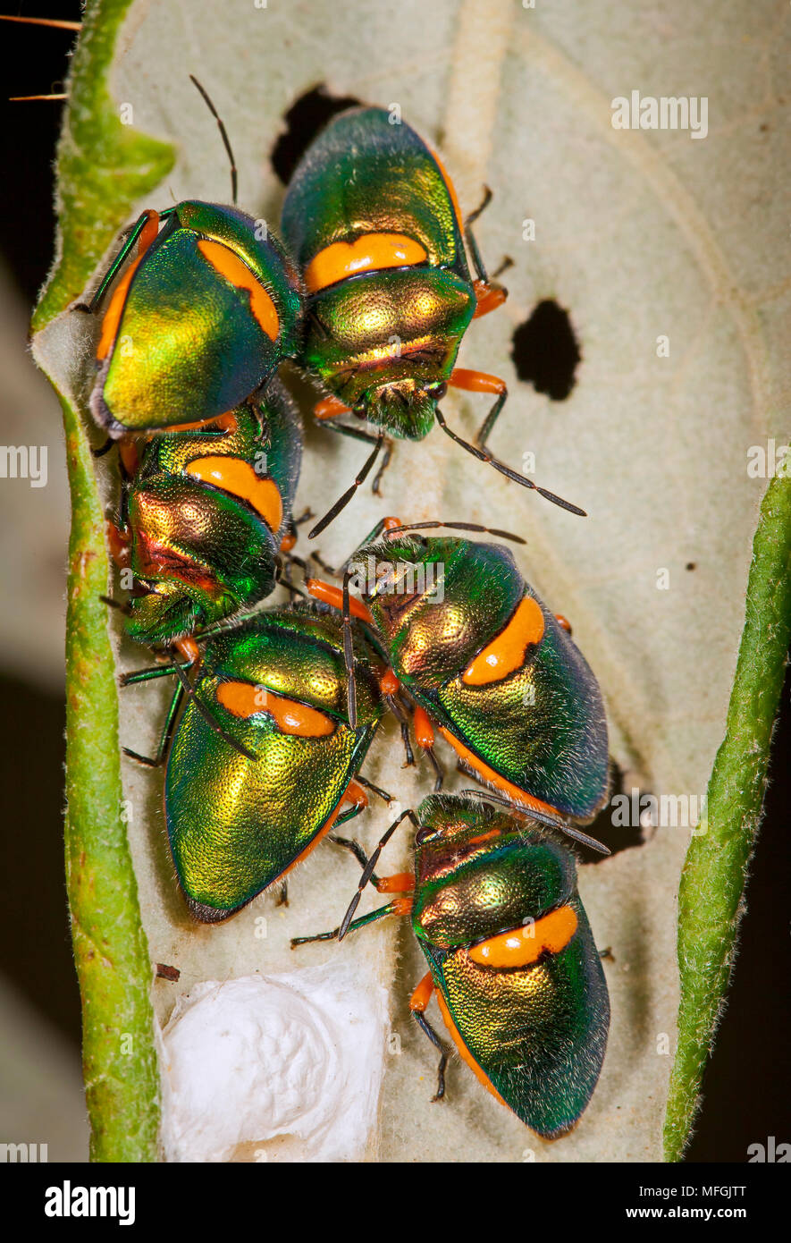 Green Jewel Bug (Lampromicra senator), Fam. Scutelleridae, Carnarvon Gorge National Park, Queensland, Australia Stock Photo