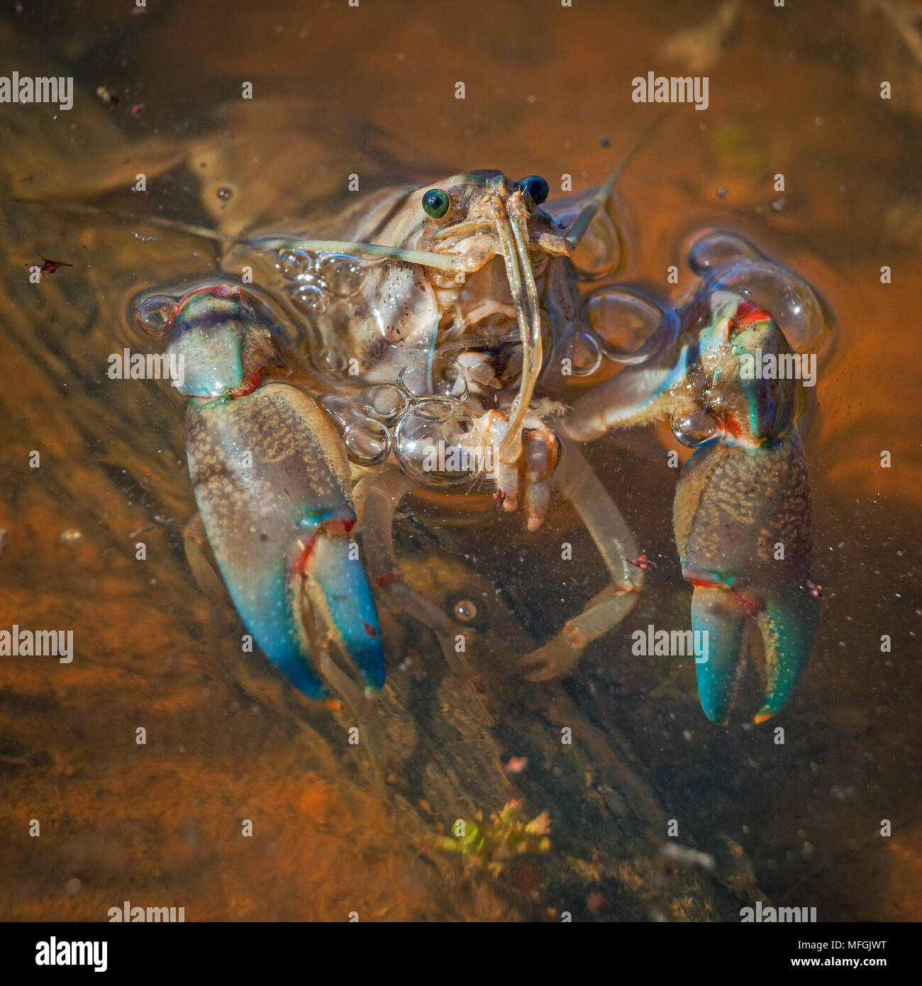 Freshwater crayfish - Yabby (Cherax destructor), Fam. Parastacidae, breething air at the surface, Mulyangarie Station, South Australia, Australia Stock Photo