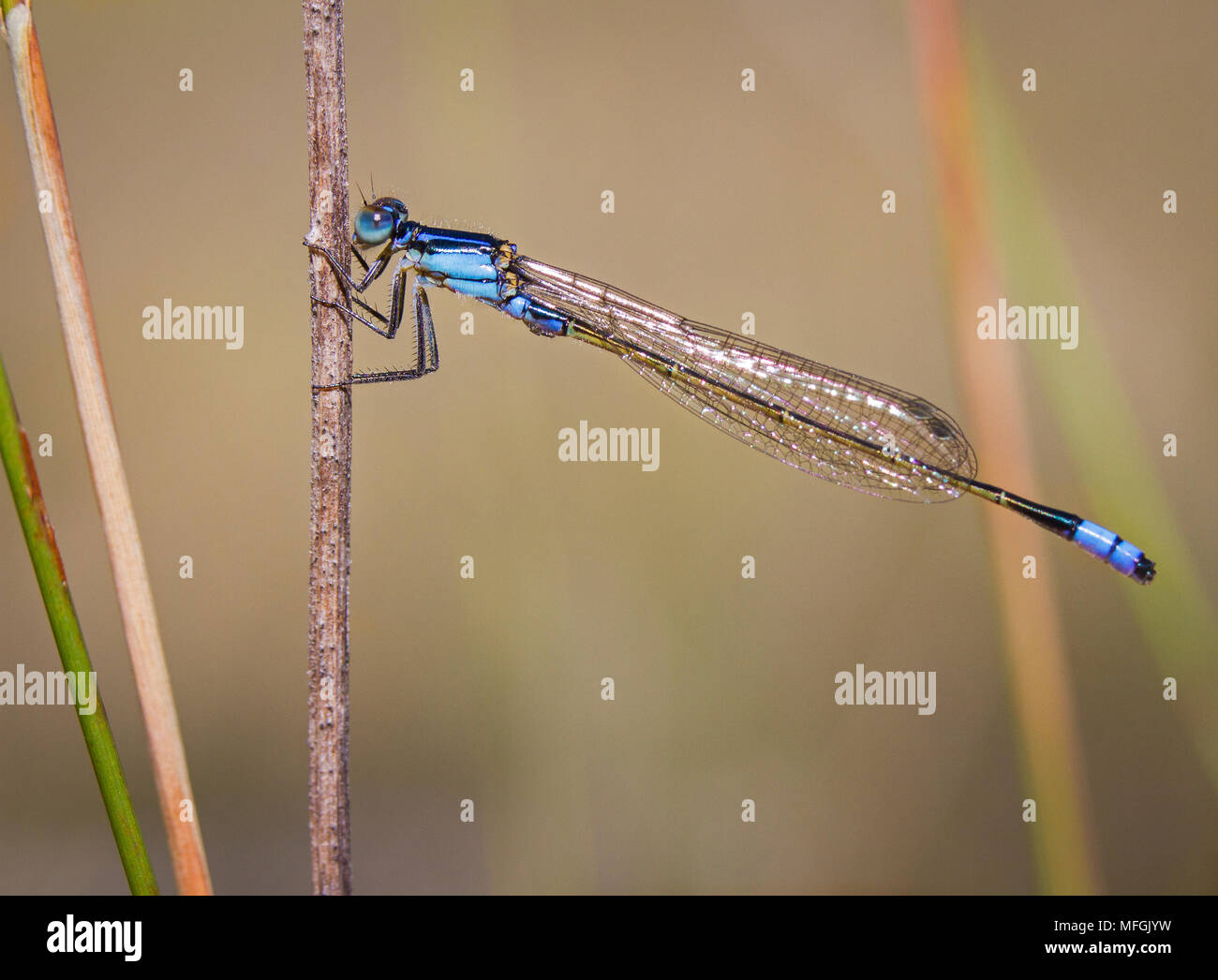 Common Bluetail (Ischnura heterostica), Fam. Coenagrionidae, Male, Mt, Yarrowyck Nature Reserve, New South Wales, Australia Stock Photo