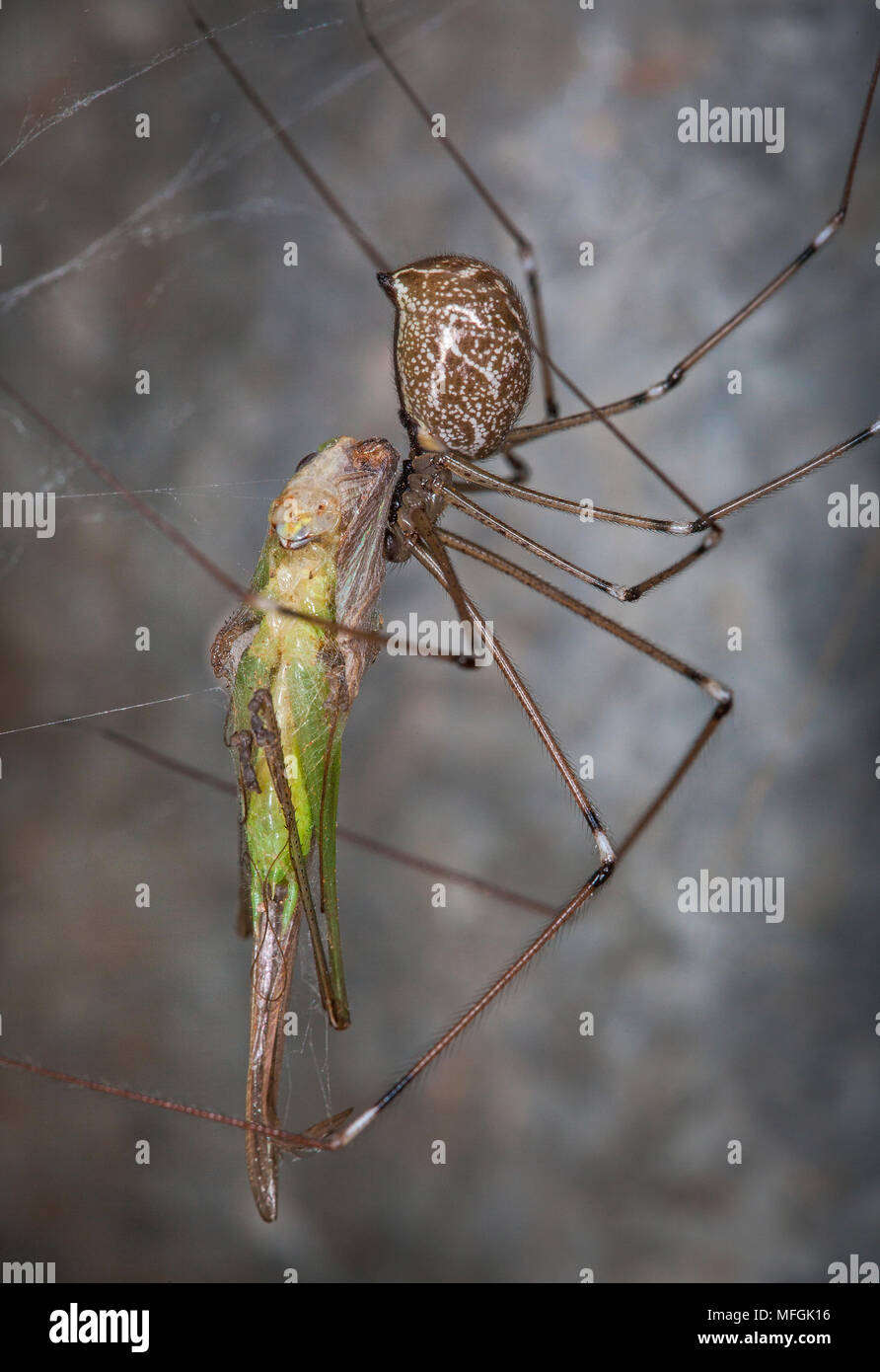 Daddy long legs spider hi-res stock photography and images - Alamy