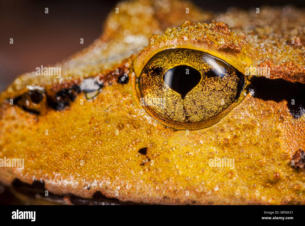 Welsh Frog Fletcher's Frog (Lechriodus fletcheri), Fam. Myobatrachidae, Male ...