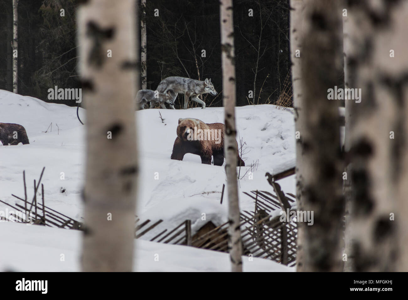 Wolf, wolf cub and bear in the winter forest Stock Photo