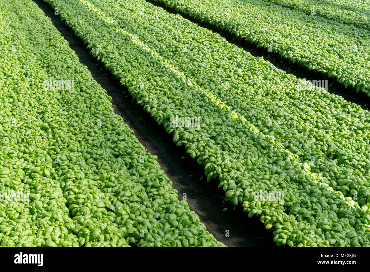 Commercial plants of basil growing in a greenhouse Stock Photo Alamy