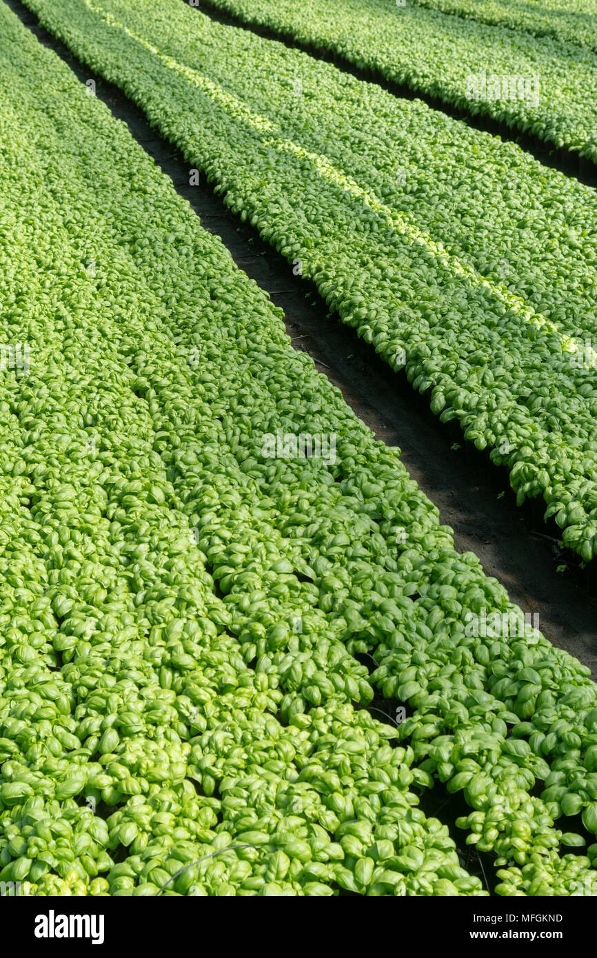 Greenhouse basil production hires stock photography and images Alamy