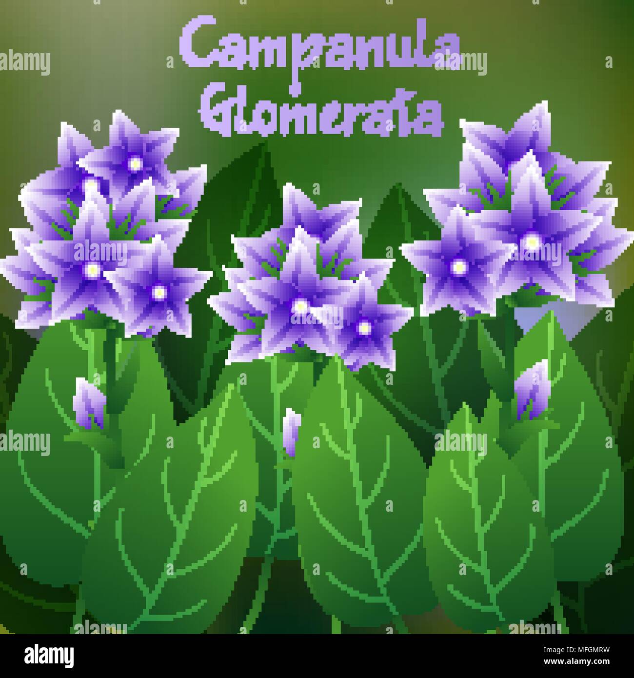 Beautiful Flower, Illustration of Campanula glomerata Flower or Harebell with Green Leaves on Tree Branch. Vector illustration Stock Vector