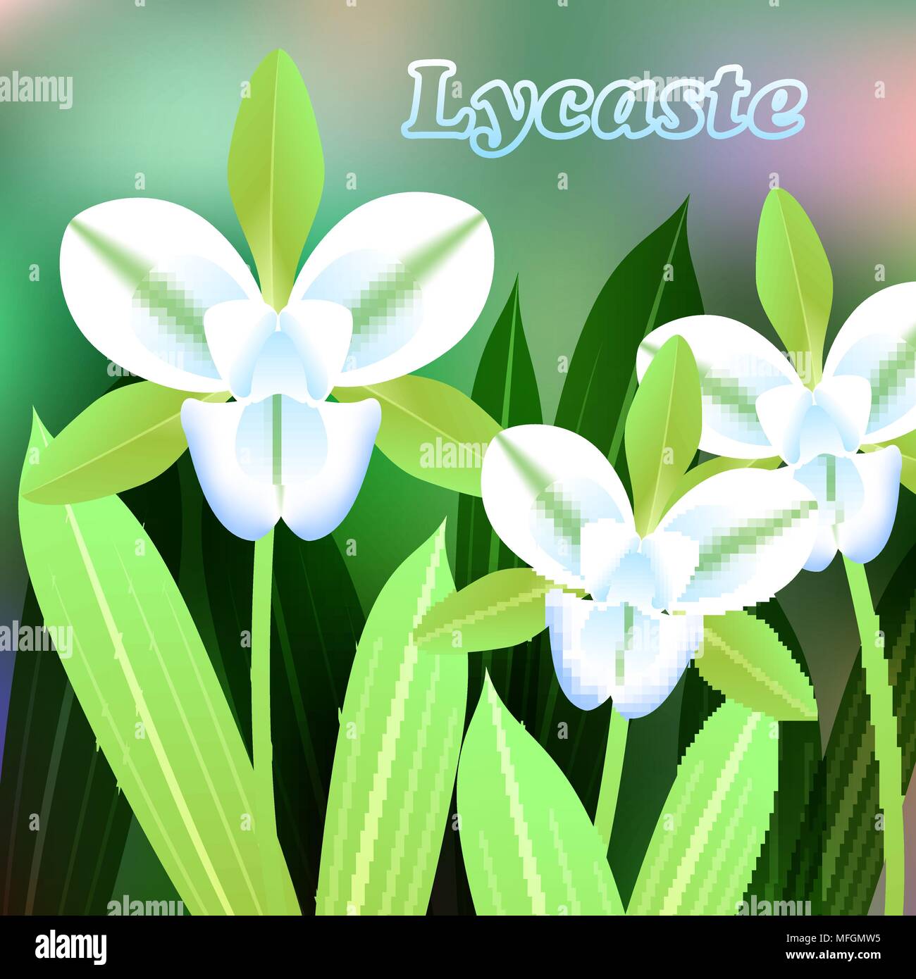 Beautiful Flower, Illustration of Lycaste orchid with Green Leaves on Tree Branch. Vector illustration Stock Vector